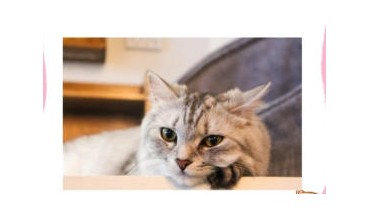 猫咪多久洗一次澡比较好