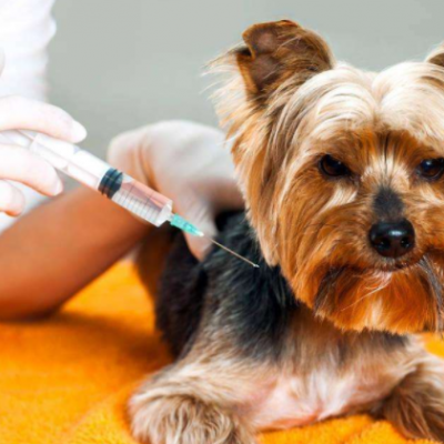 宠物康宠物医院图3