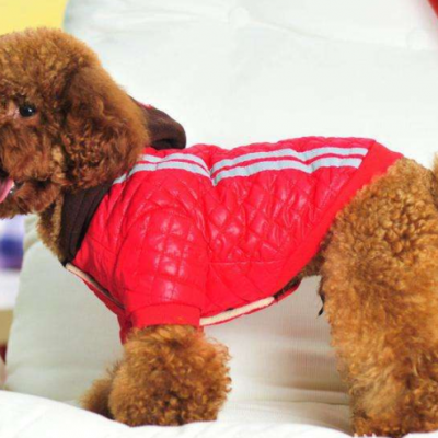 宠物康宠物医院图2