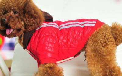 宠物康宠物医院