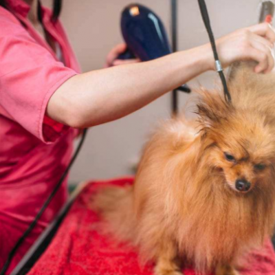 乖乖宠物医院图2