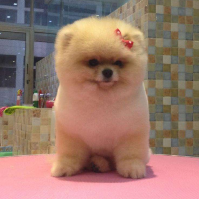 乖乖宠物医院图4