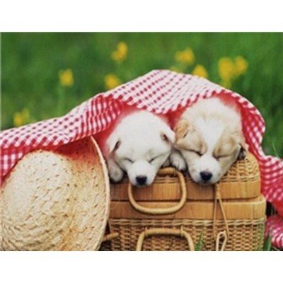 晨辰宠物用品图3