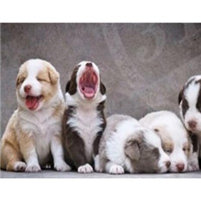 晨辰宠物用品图4