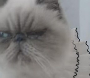 ​自制​​猫饭​​-缤纷虾荟​