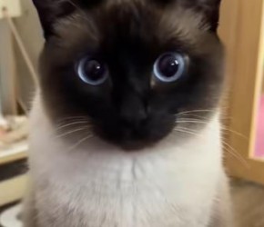 暹罗猫​​：世界上最危险的猫咪，因为他们是黑手党！​