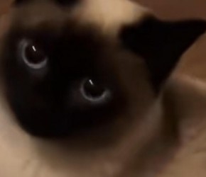 暹罗猫​​毛色变黑的原因 养宠人必知的小知识​