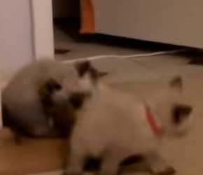 暹罗猫是什么品种？为什么冬天会越来越黑？看完涨知识了