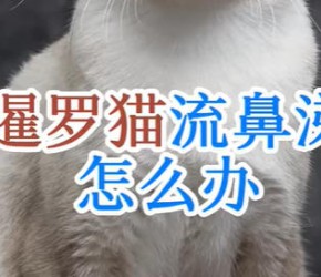 暹罗猫​​感冒流鼻涕怎么办
