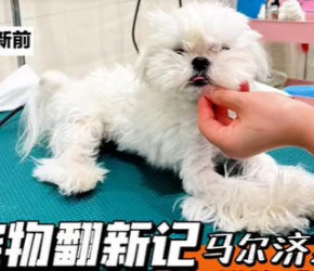 马尔济斯翻新|判若两狗是一种怎样的感觉