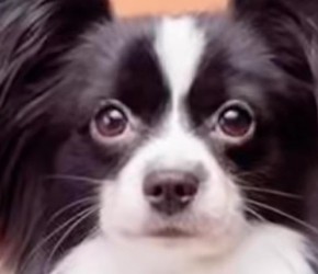 蝴蝶犬、大麦町犬、马尔济斯犬