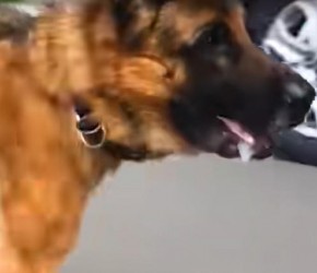 为什么养过德牧犬的人，都说不想再养别的狗了？