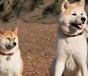 来自日本的​​土狗​​：如何分辨秋田犬和柴犬？​