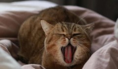 宠物友好型场景花式“上新” 携宠出游成新风潮