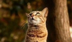 猫吃生肉需要注意什么