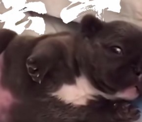 法斗，全名法国​​斗牛犬​​，虽然它叫​​斗牛犬​​，可是它从来没有斗过