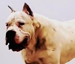 盘点人人都想养但却被禁的犬杜高犬、美国斗牛犬、马士提夫獒犬