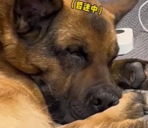 养一只大型犬一个月需要多少钱