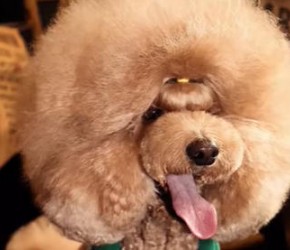 完美的大型犬来啦，他就是巨贵，但也狗如其名巨贵