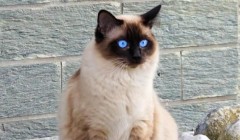 中国宠物数首超婴幼儿？宠物成了消费新动能？