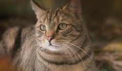 做大宠物经济要拼服务 宠物经济领域还潜藏着大量需求