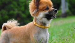 广州这个非标商业综合体，打造宠物友好社区新样板