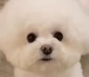 比熊犬，可爱的就像一个棉花球