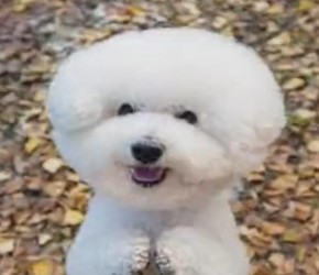 如何培养乖巧又聪明的比熊犬，这5个训练少不得