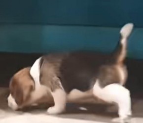 比格犬​​真实成长变化记录