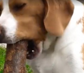 比格犬作为实验犬，为人类付出了太多甚至生命