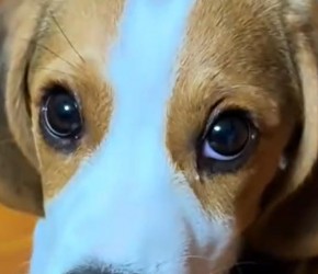 比格犬​​，又名比格大魔王，一个天使与恶魔并存的犬种。​