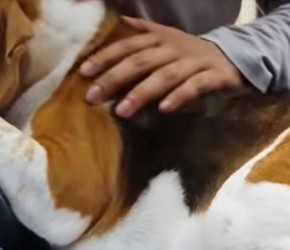 7种与比格犬的相似的品种你知道吗？