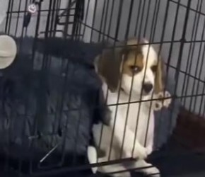 比格犬​​也有赏味期