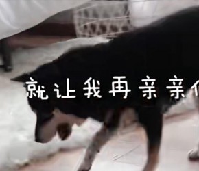 如何科学养一只柴犬？