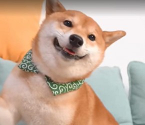 给小柴犬剪指甲，它上演了一出生离死别