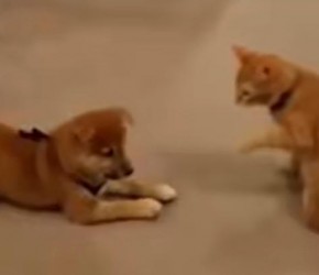 很多人分不清柴犬和秋田犬，那它们到底有什么区别？