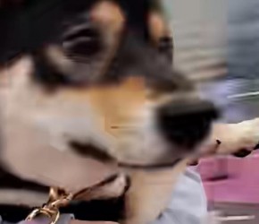 100只柴犬的大聚会，堪比表情包大赛！