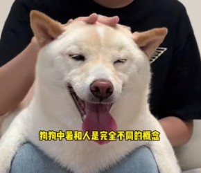 千万小心狗狗中暑哦~