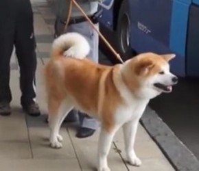 为什么中国很少有人养秋田犬？