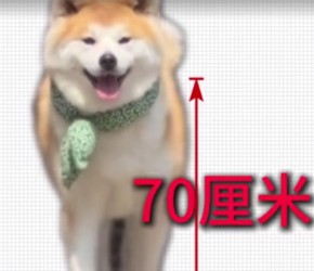 秋田犬​​和柴犬居然是“异父异母”的撞脸双胞胎？​