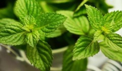 即墨区宠物玩具小产业撬动全球大市场 实现快速转型