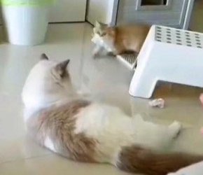 如何把猫训练成狗？大概是天生的吧！