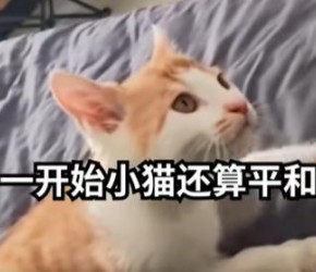再不纠正就完蛋!小猫严重错误互动方式!