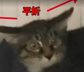 为啥猫养不熟不亲人？猫行为解析训练