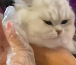 今天推荐几只不怎么掉毛的猫