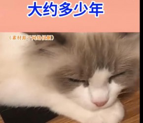 布偶猫的寿命大约多少年