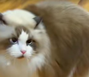 ​养一只神经质的​​布偶猫​​是什么感受？​