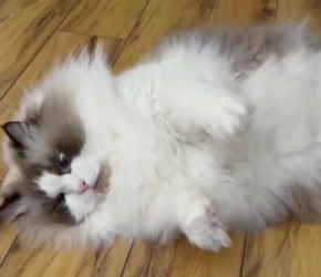 布偶猫​​的性格到底好不好呢？​