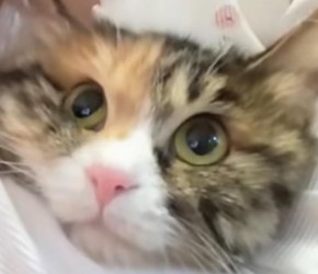 ​三花猫​​绝对是猫界大美女​