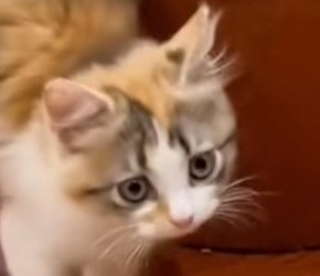 萌宠的世界：​​三花猫​​冷知识 花一分多钟看完再决定你养不养！